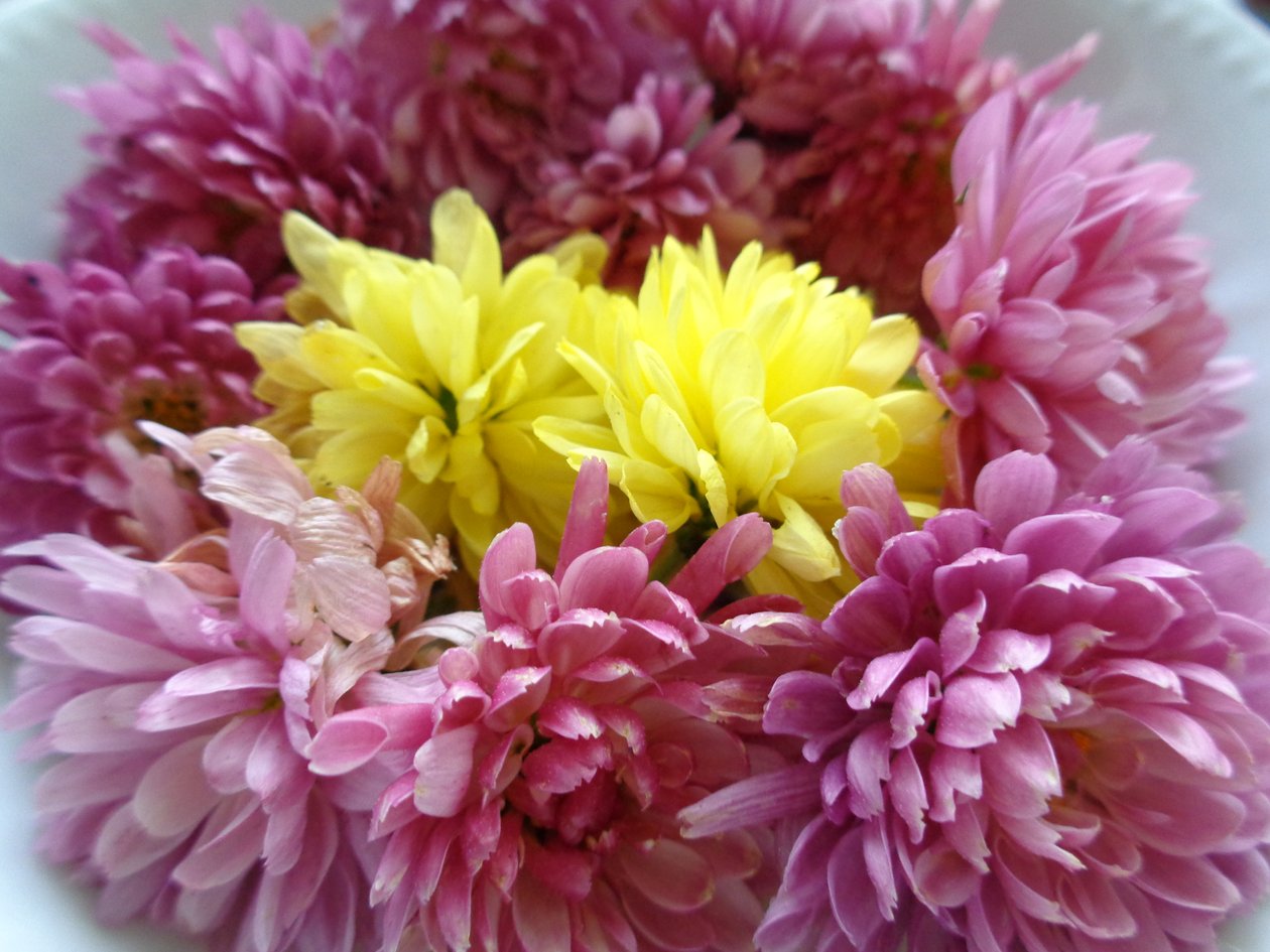Flores de crisântemo de Martina Konitzky