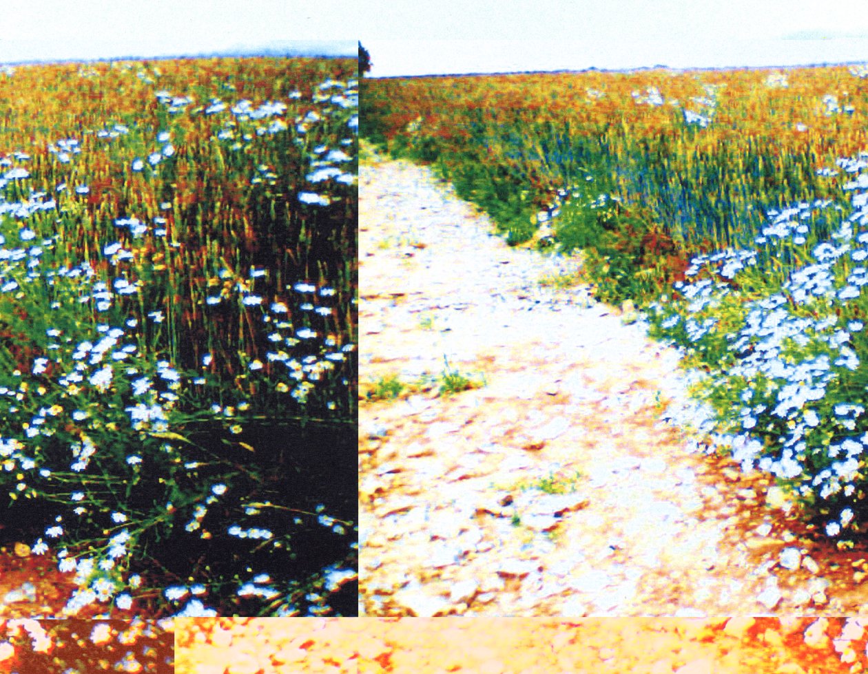 Caminho de campo de Martina Konitzky