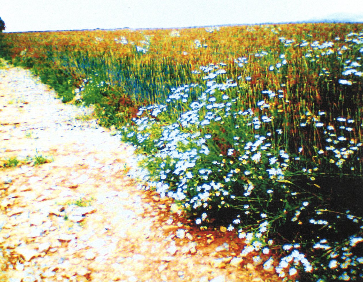 Estrada de terra de Martina Konitzky