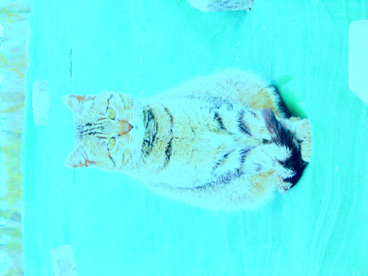 Gatinho de Martina Konitzky