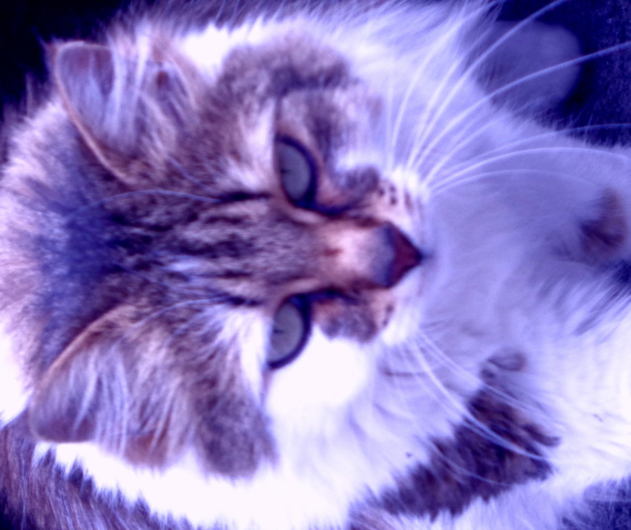 Kitty Lila de Martina Konitzky