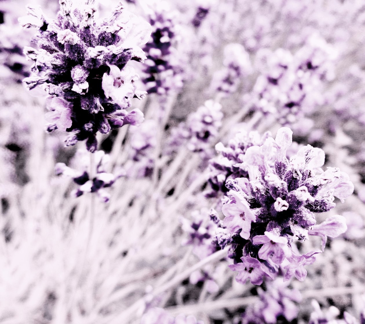 Prata roxa lavanda de Martina Konitzky