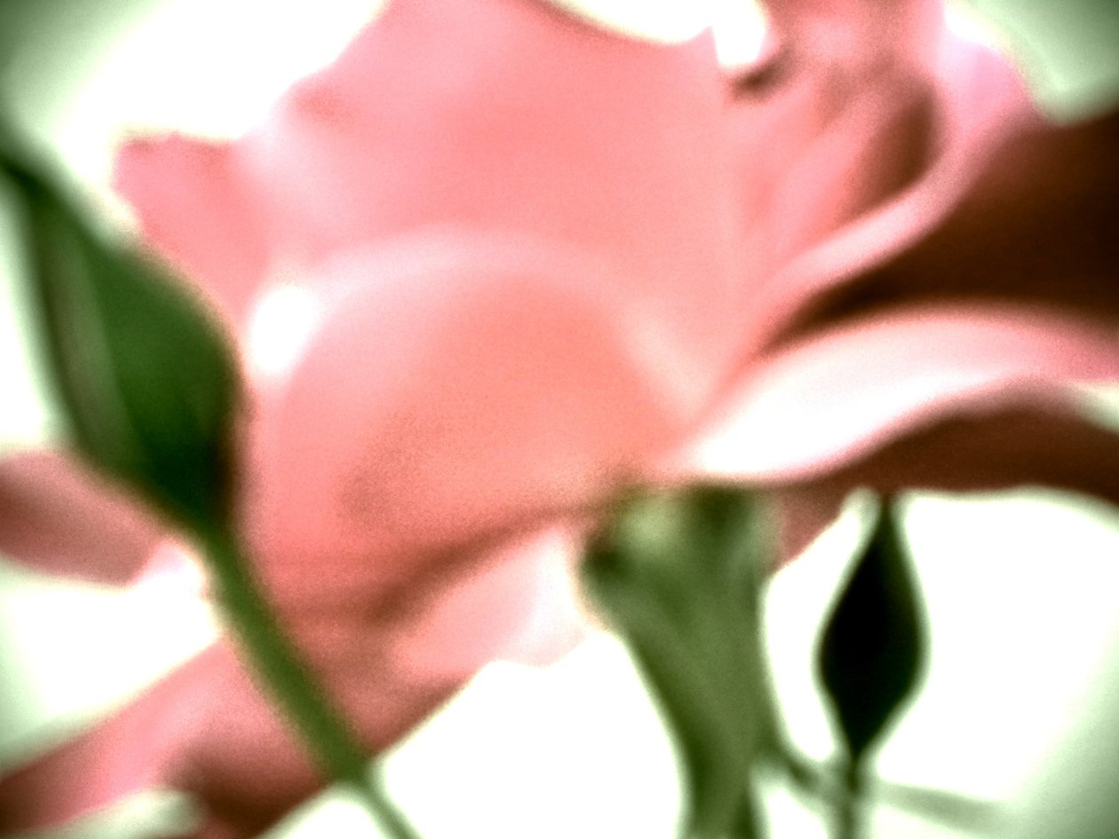 Rosa pastel de Martina Konitzky