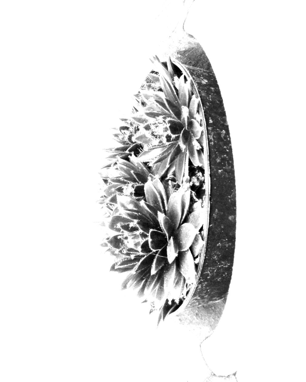 Plantas de Martina Konitzky