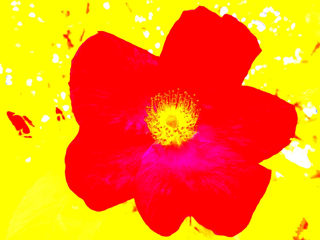 Popart Homenagem a Andy Warhol de Martina Konitzky
