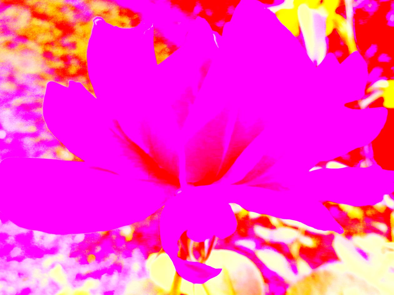 Rose Digital Art de Martina Konitzky