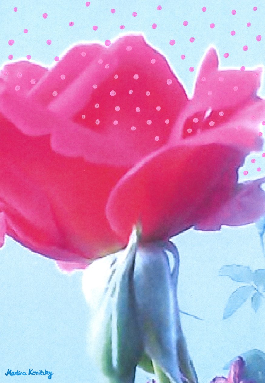Rosa rosa de Martina Konitzky
