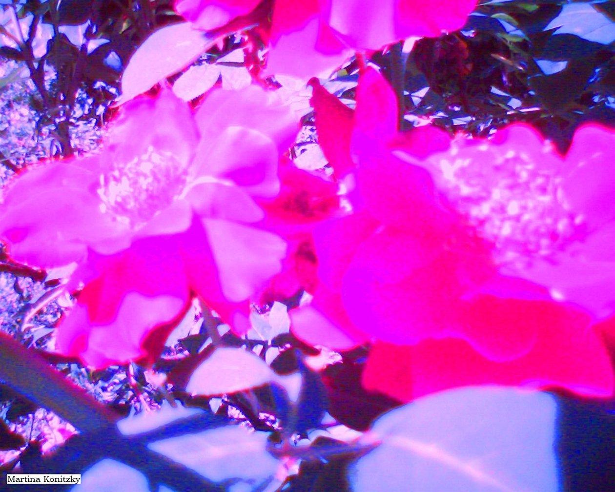 Rosen de Martina Konitzky