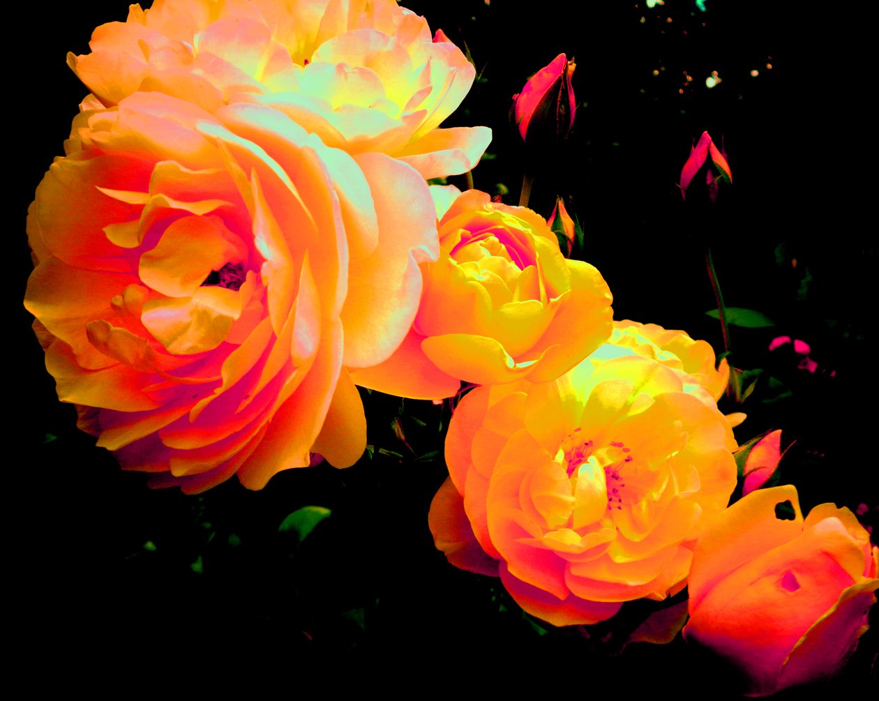 Arco-íris de rosas de Martina Konitzky