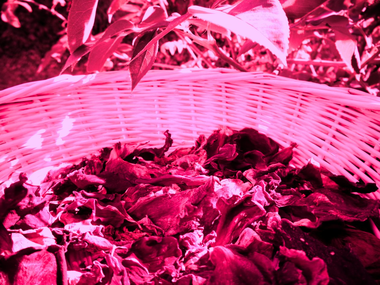 Pétala-de-rosa pétalas de Martina Konitzky