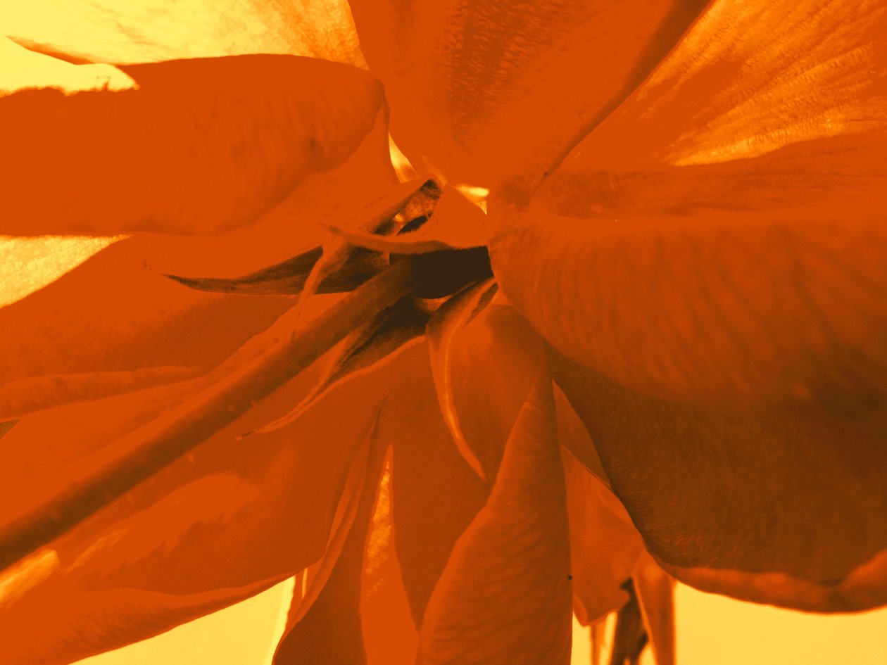 rosenblüte de Martina Konitzky