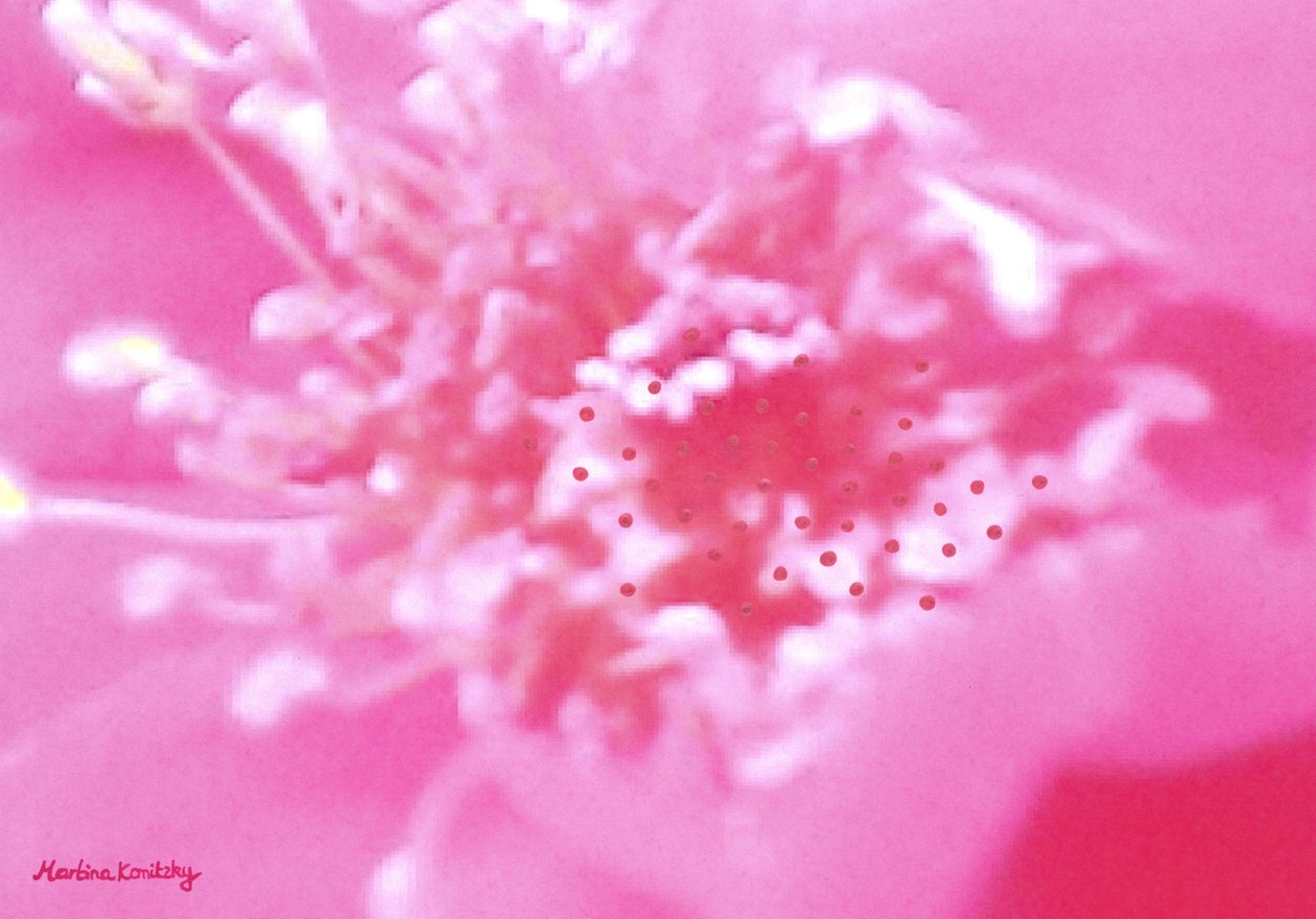 Fragrância de Rosa de Martina Konitzky