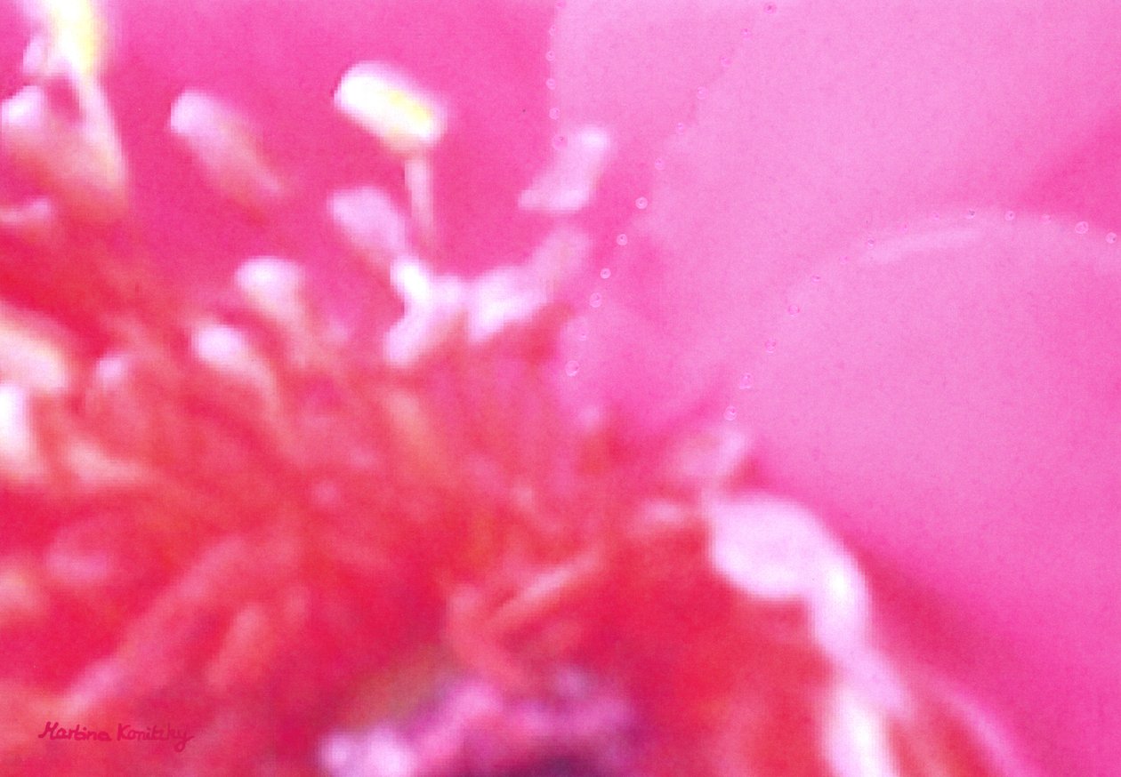 Rose perfume 1 de Martina Konitzky