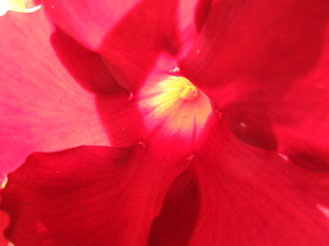 Flor vermelha de Martina Konitzky