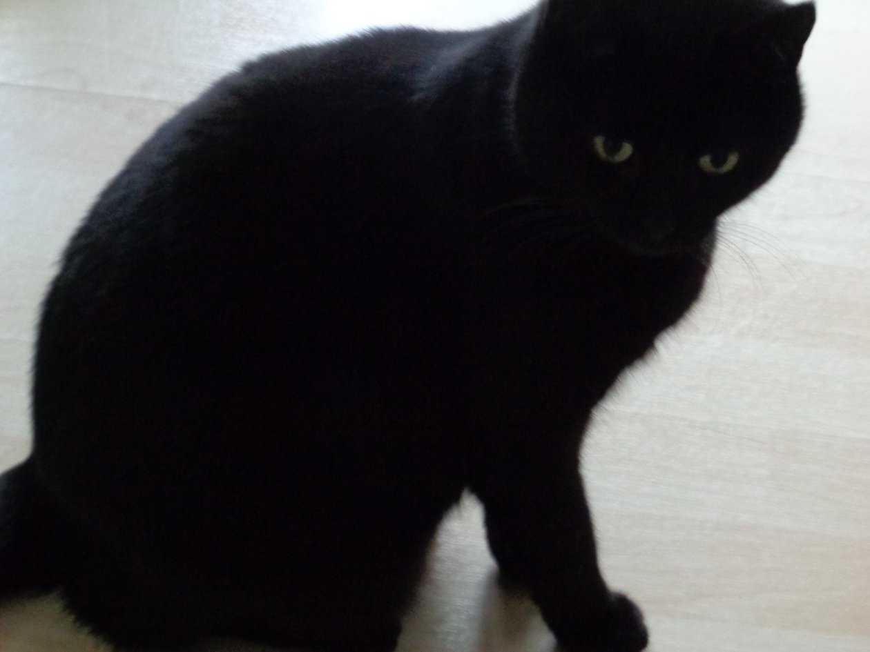 Gato preto de Martina Konitzky