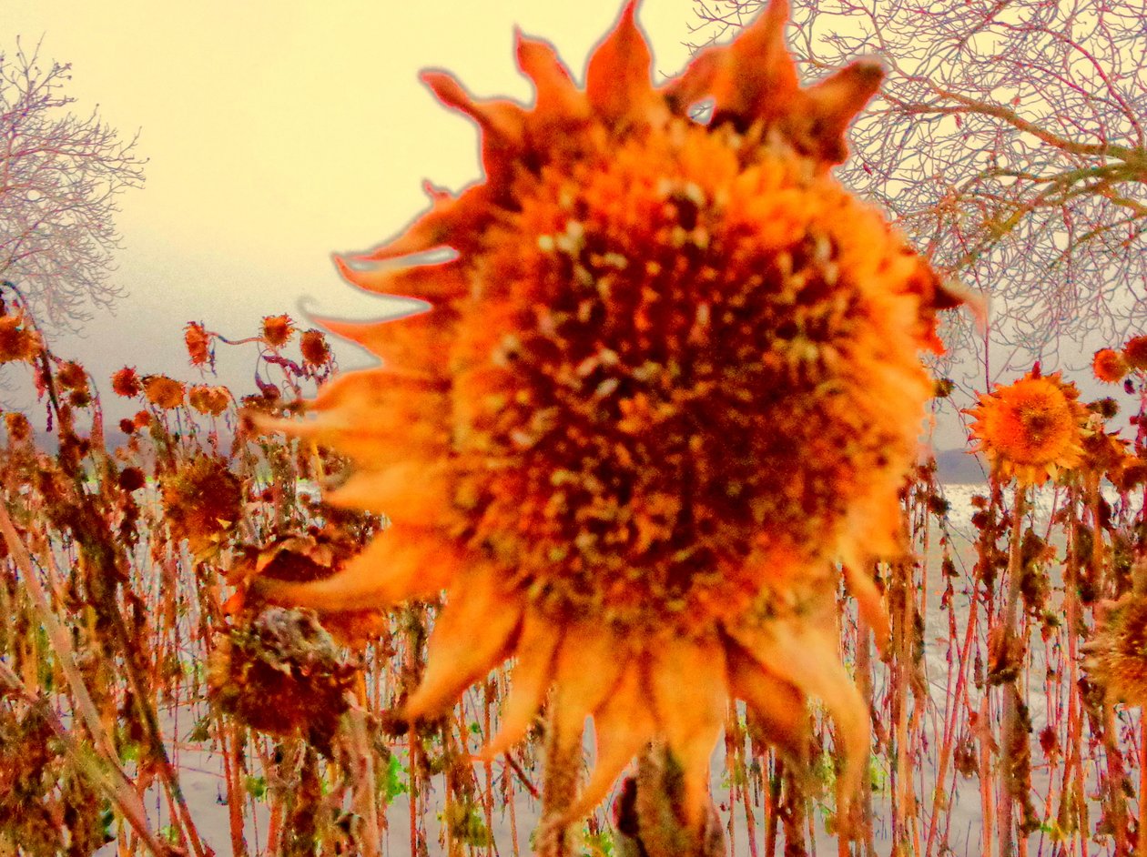 Sonnenblume im Winter Homenagem a Vincent van Gogh de Martina Konitzky