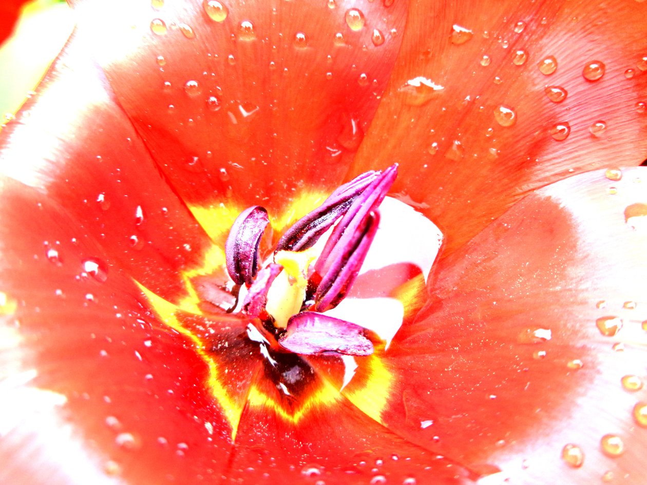 Tulipa de Martina Konitzky