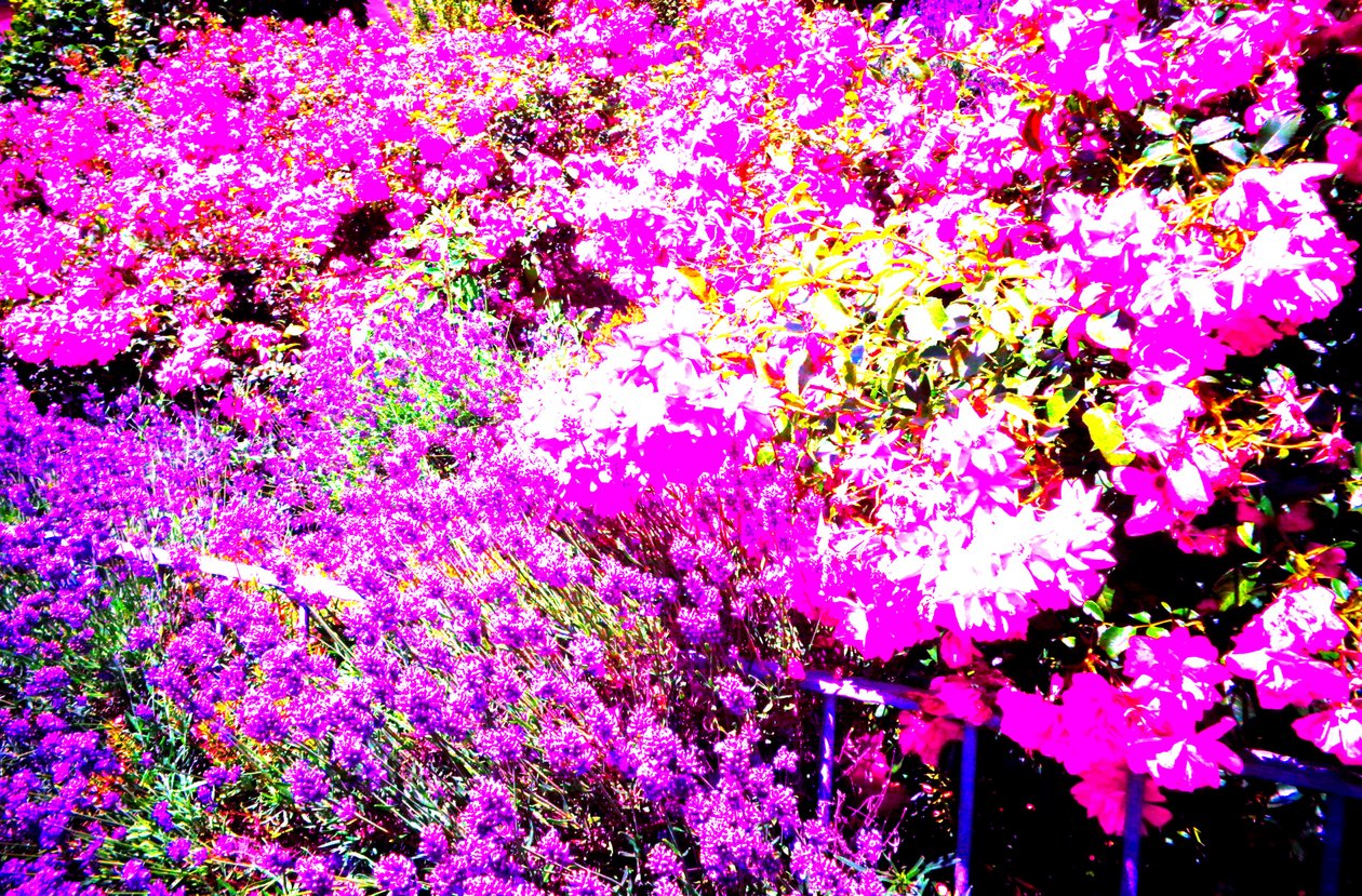 Jardim da frente com rosas e lavanda de Martina Konitzky