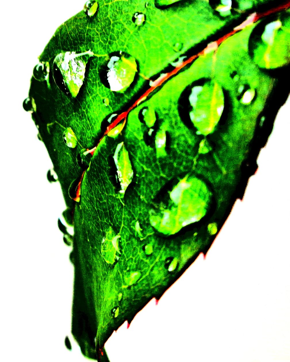 Verde gota de água de Martina Konitzky