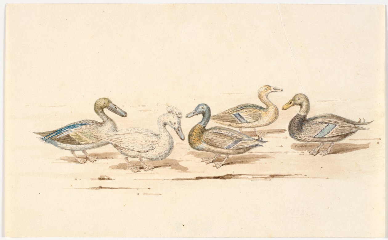 Estudos de diferentes tipos de pato de Martinus Rørbye