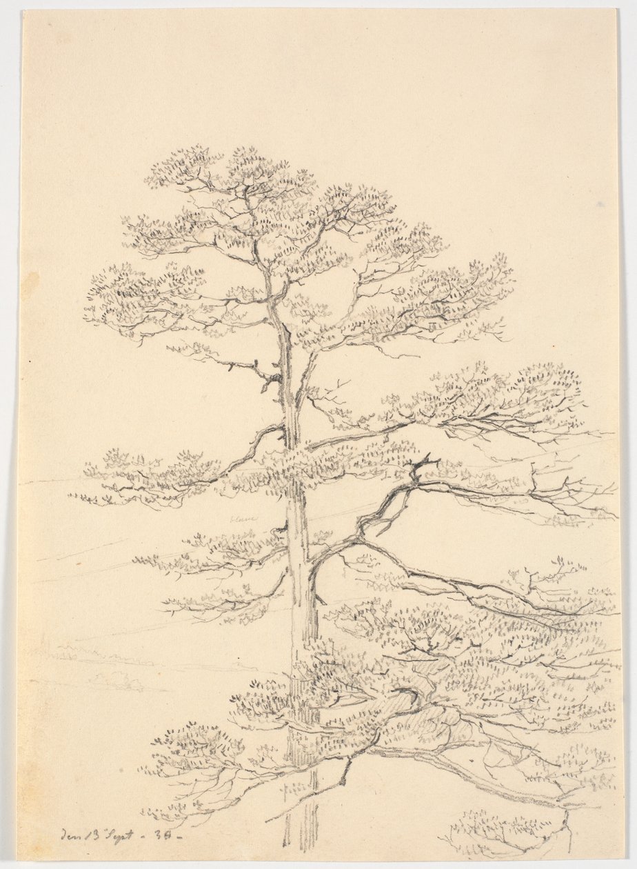Um pinheiro de Martinus Rørbye