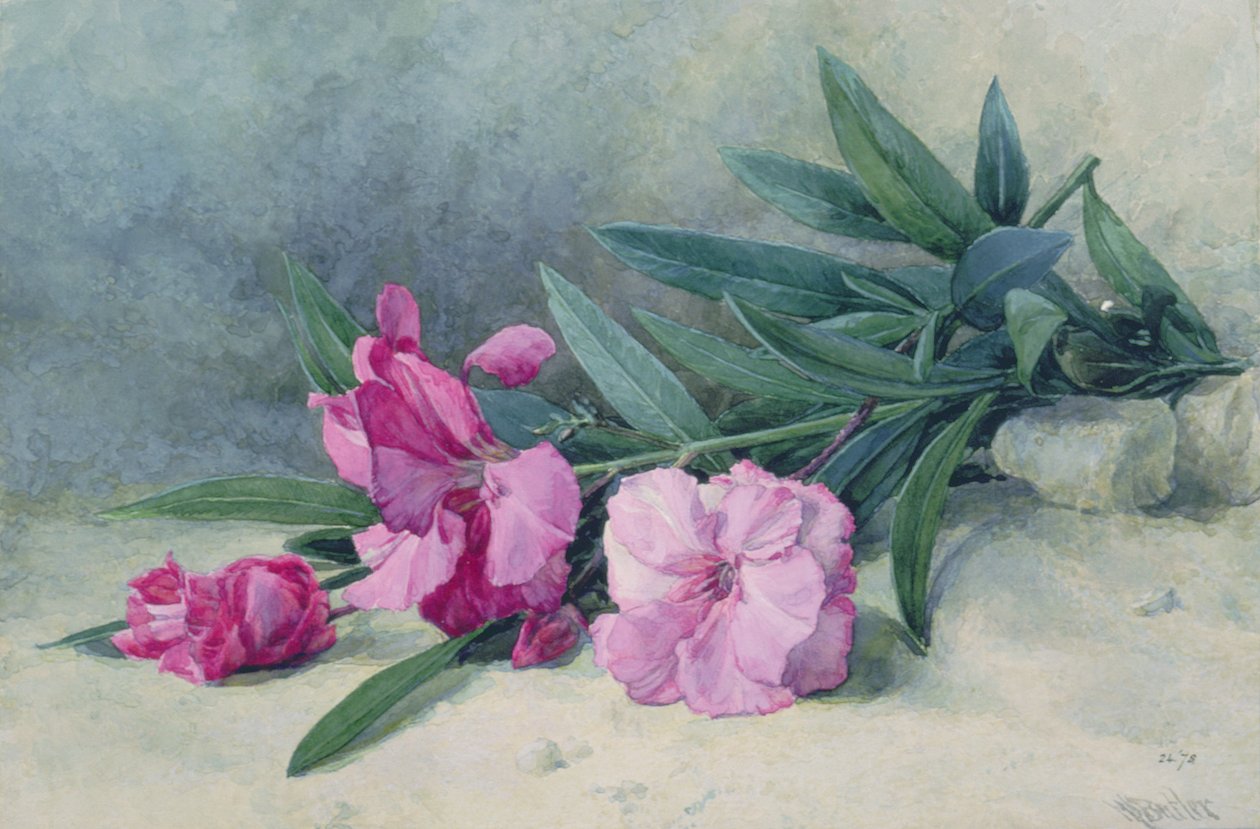 Flor de oleandro (aquarela) de Mary E. Butler