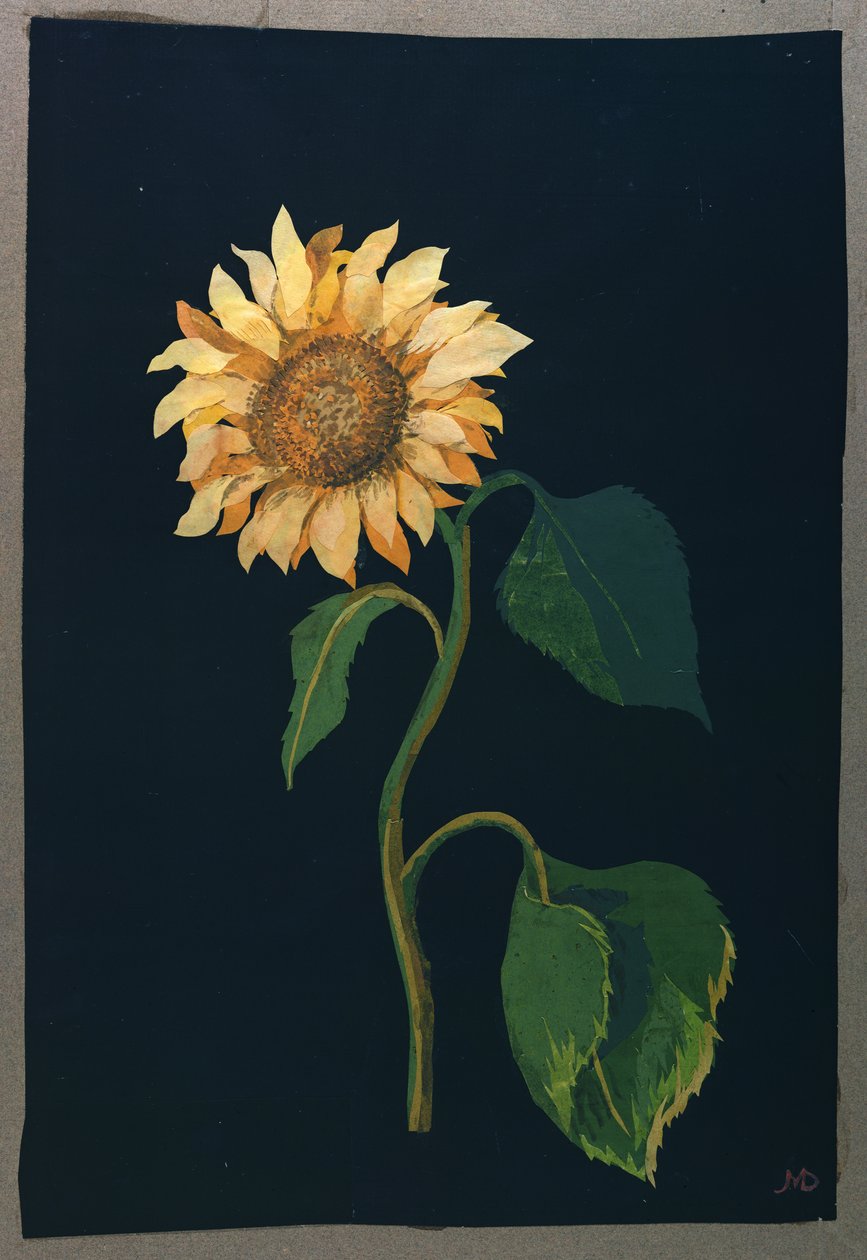 Girassol (colagem de papel) de Mary Granville Delany