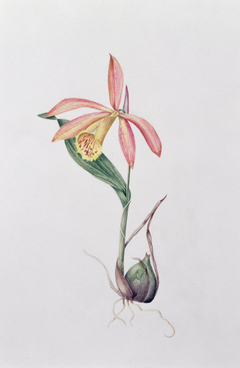 Pleione Zeus Wildstein (wc no papel) de Mary Kenyon Slaney