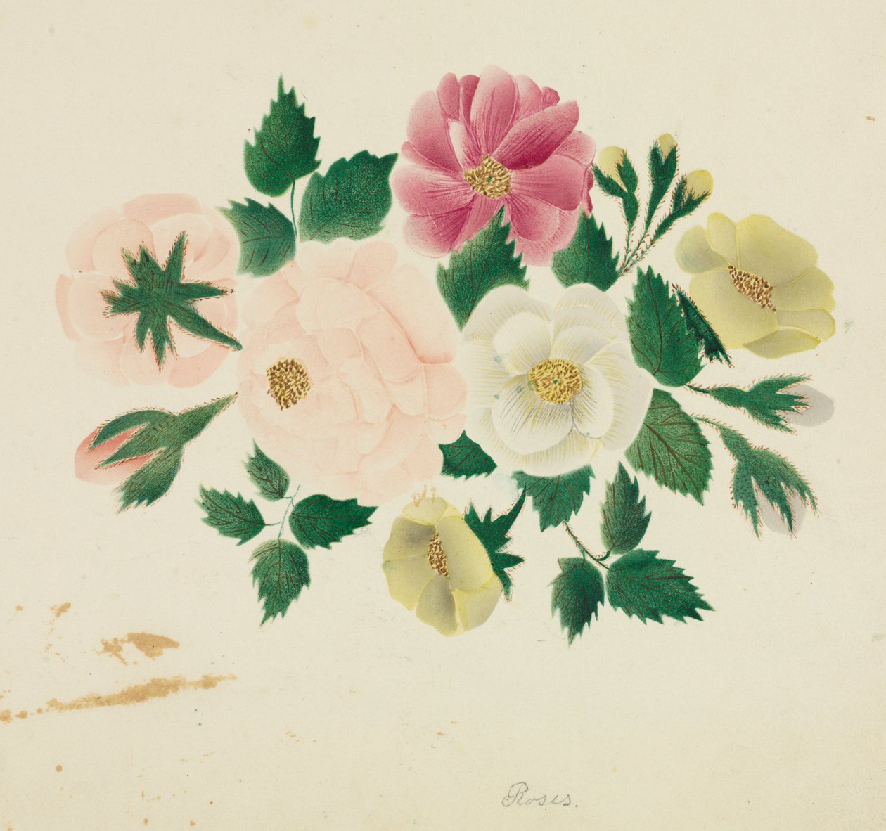 Rosas de junho. de Mary Altha Nims