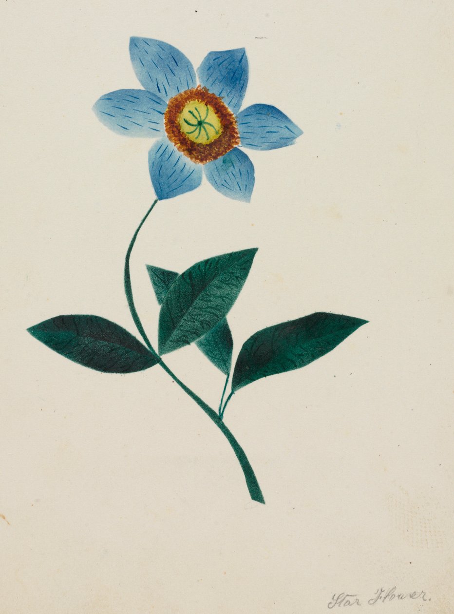 Flor da estrela. de Mary Altha Nims