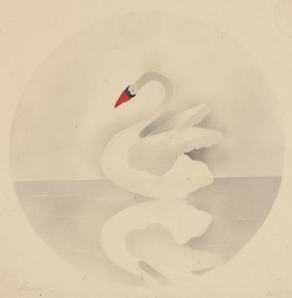 Cisne. de Mary Altha Nims