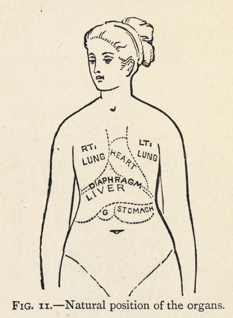 Posição natural dos órgãos". Um simples diagrama de alguns órgãos internos de uma mulher; Num capítulo sobre a postura correcta. de Mary Eliza Haweis
