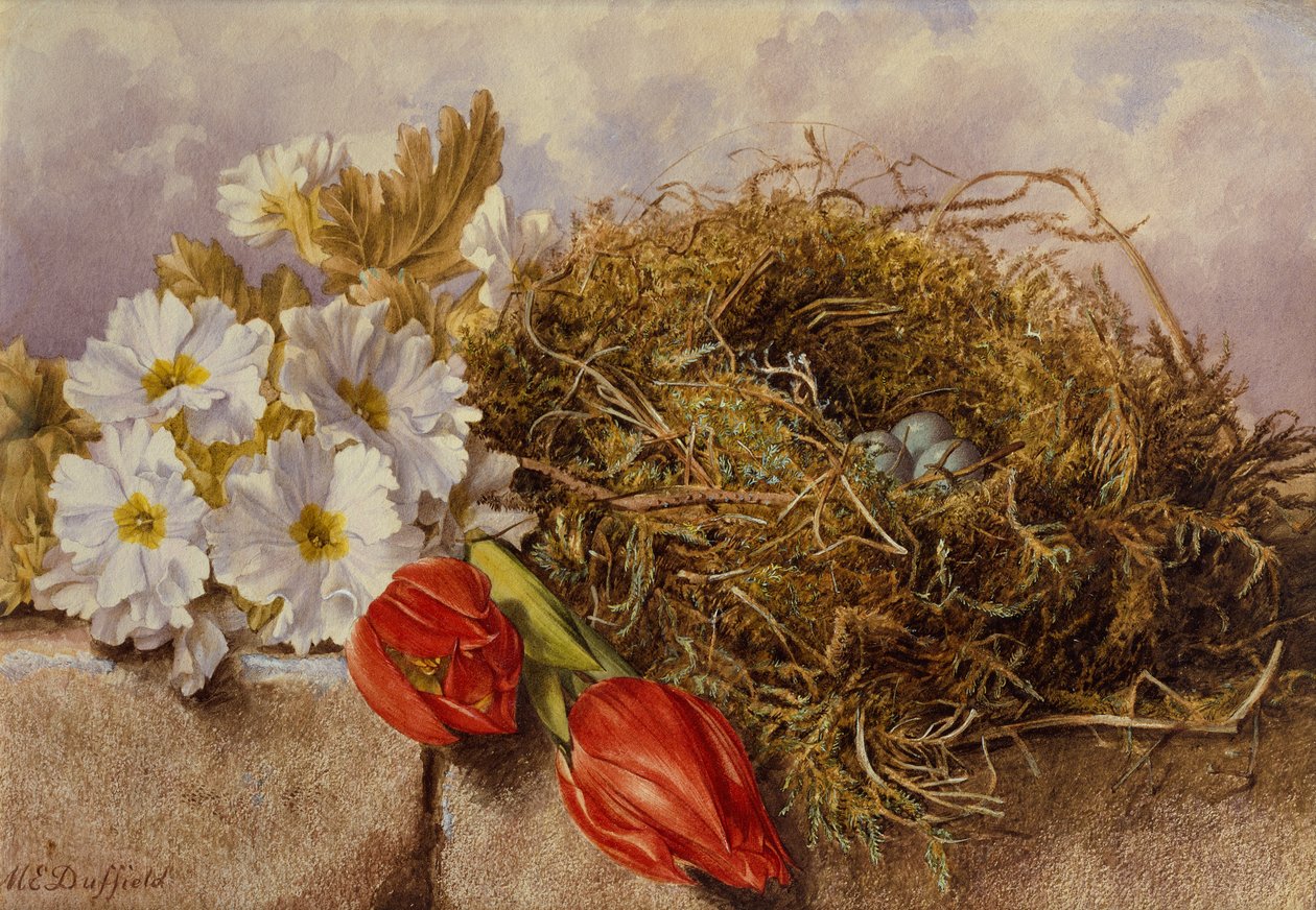 Uma Natureza Morta de Túlipas de Flor e um Ninho de Ave sobre um Lado (lápis e aguarela) de Mary Elizabeth Duffield