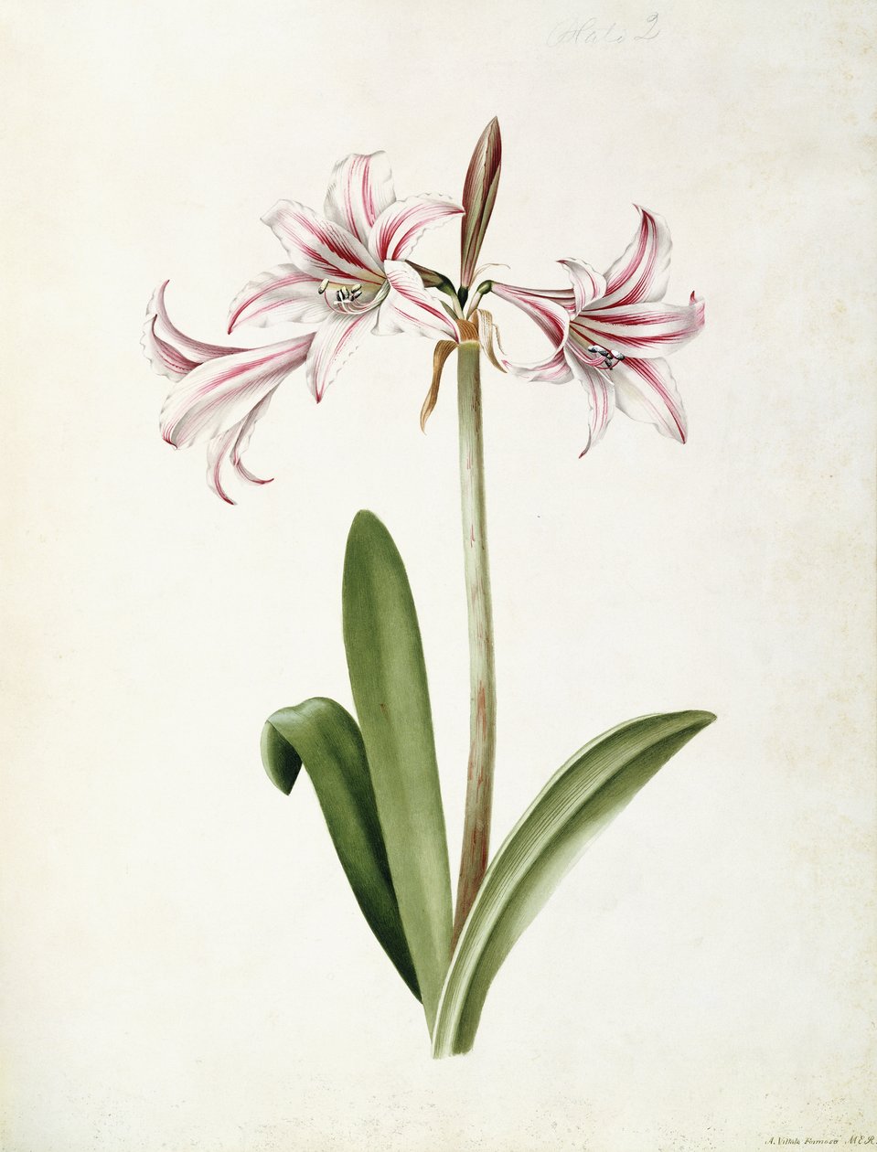 (Amaryllis) Vittata Formosa de Mary Elizabeth Rosenberg