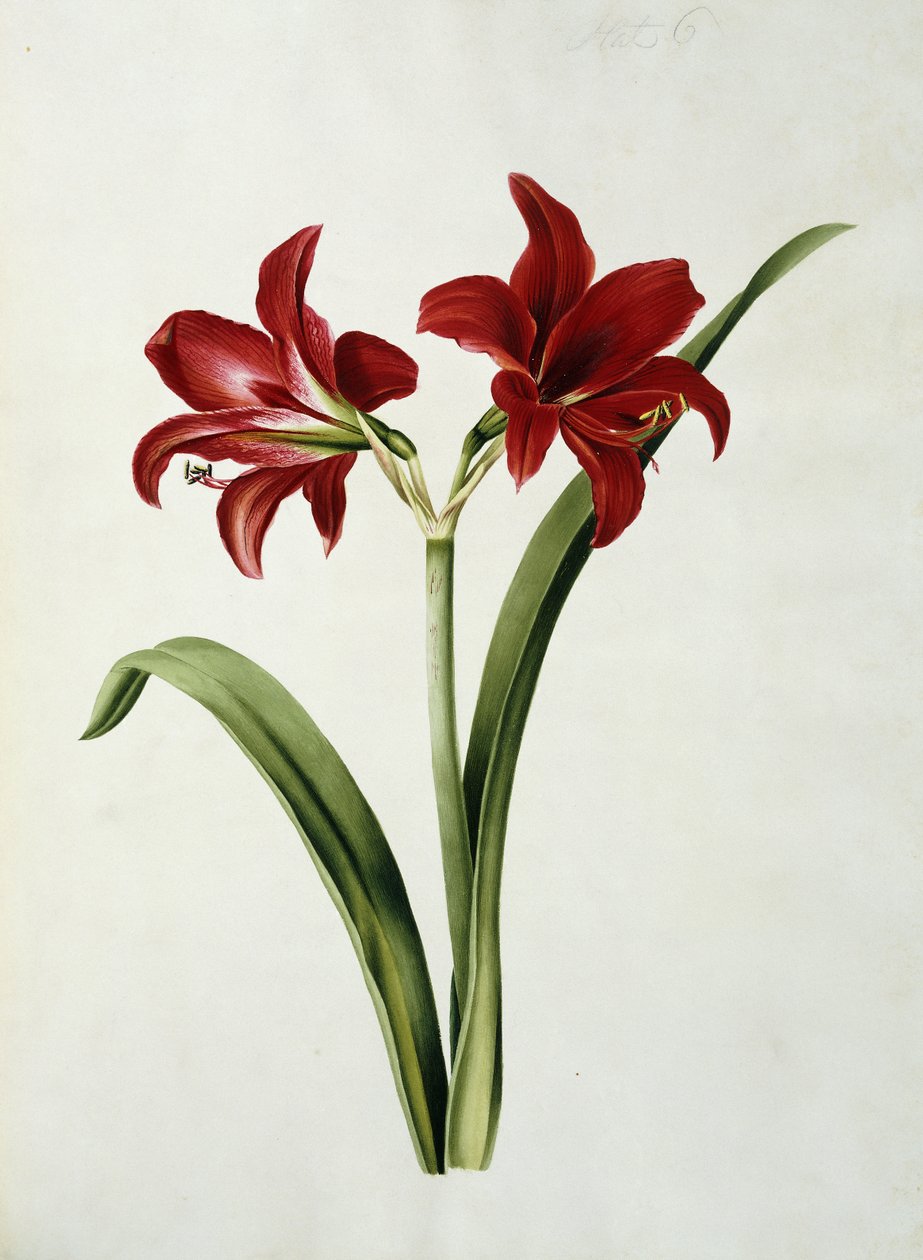 Amarílis Vermelho de Mary Elizabeth Rosenberg