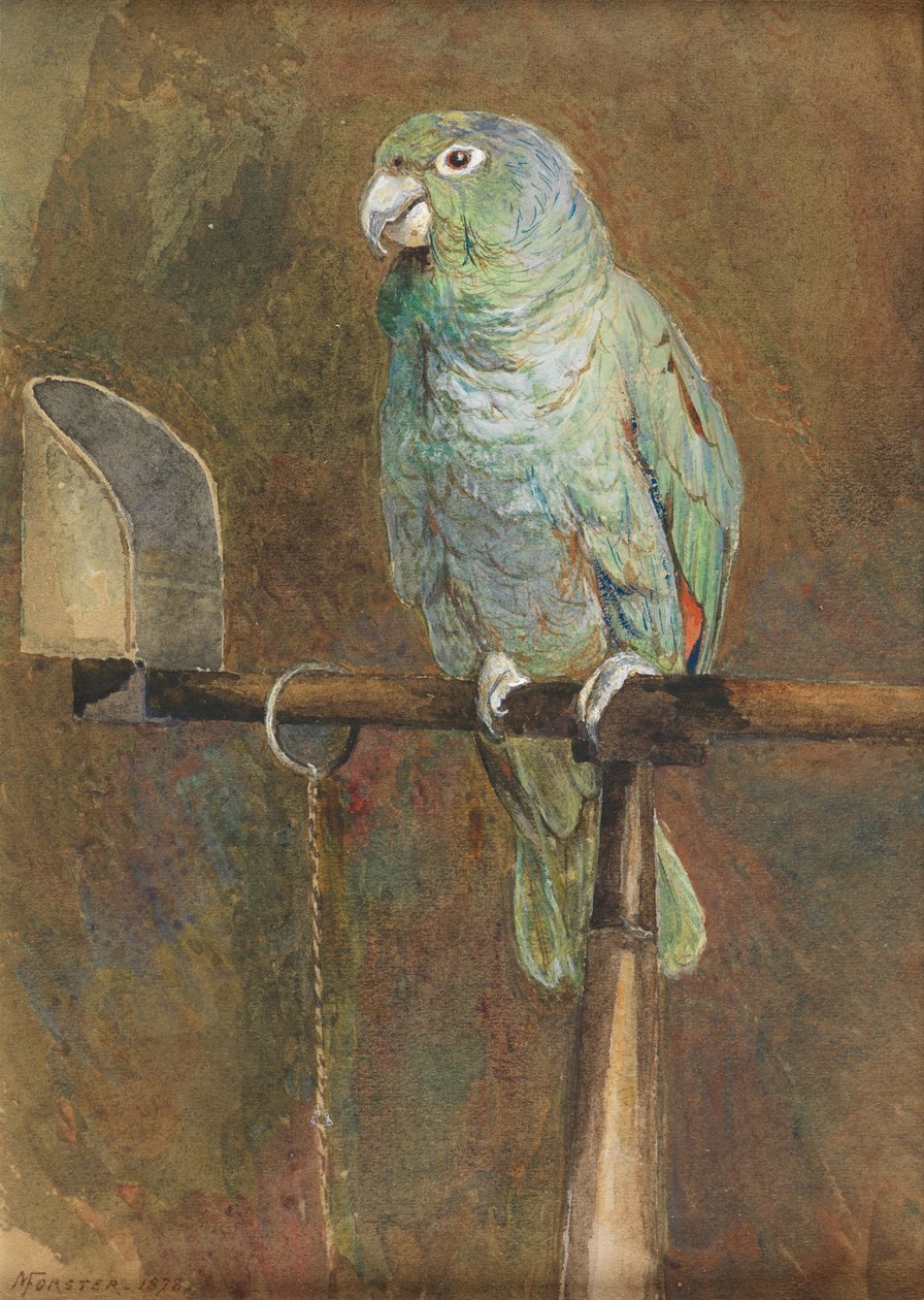 Polly o papagaio de Mary Forster
