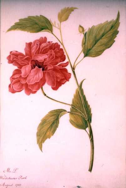 Flor Estilo Peônia de Mary Granville (attr.) Delany