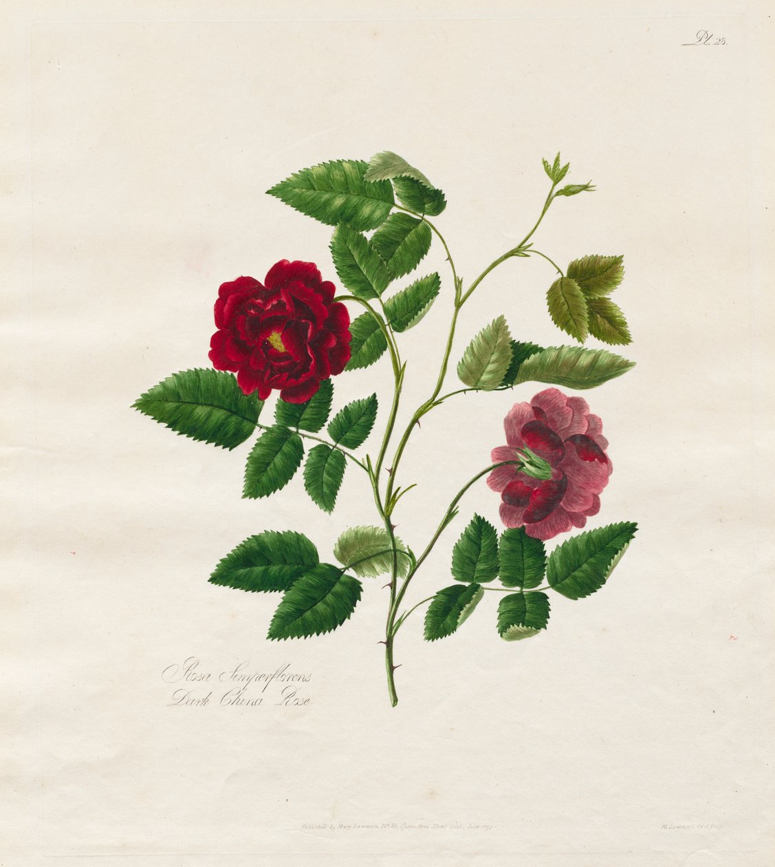 Uma coleção de rosas da natureza: Dark China Rose de Mary Lawrence