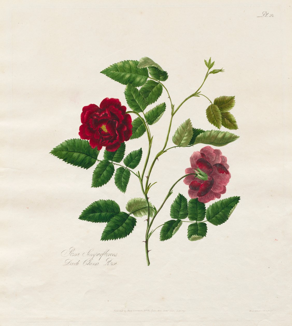 Uma coleção de rosas da natureza: Dark China Rose, 1799. de Mary Lawrence