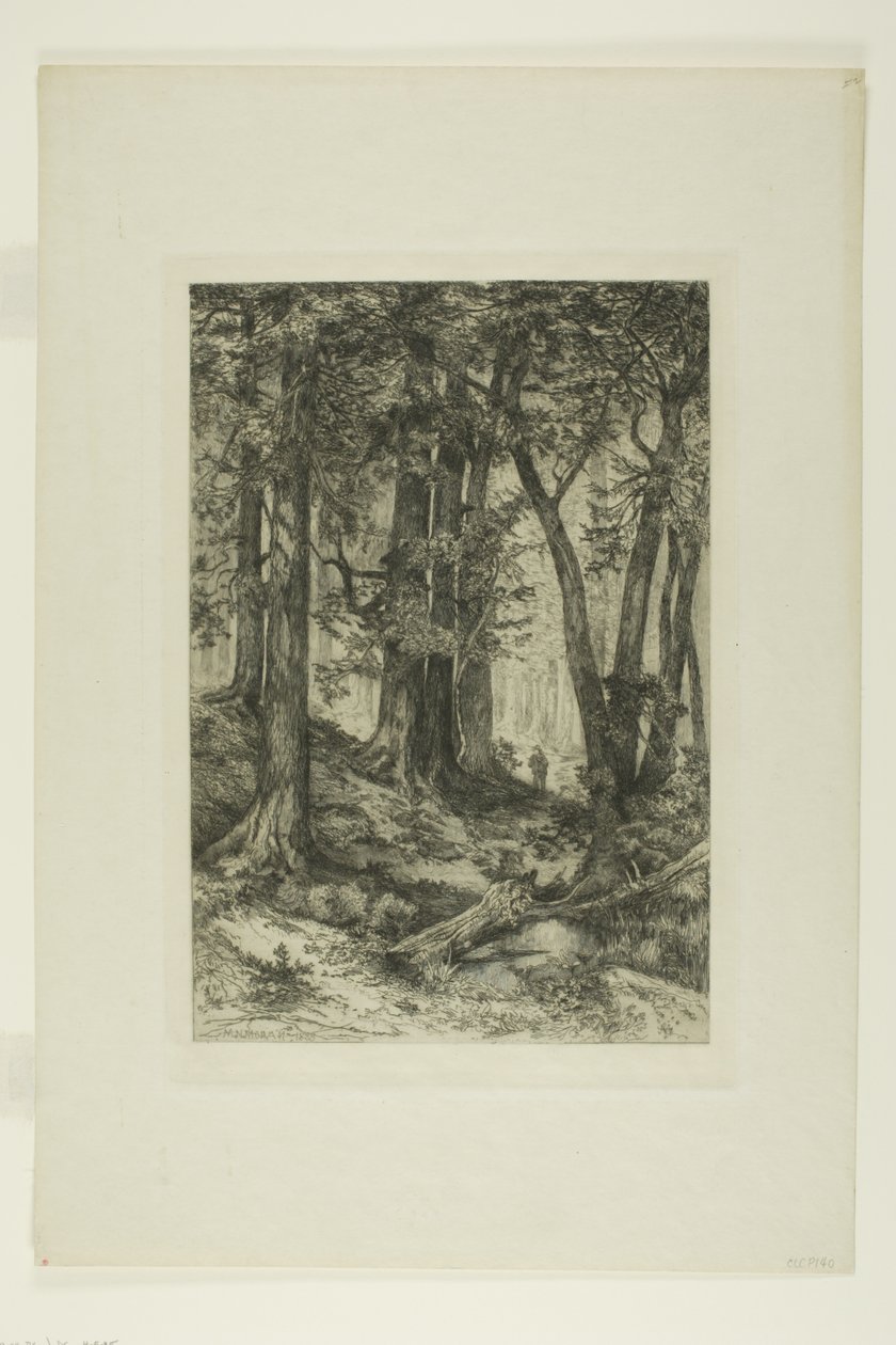 Uma floresta da Califórnia de Mary Nimmo Moran