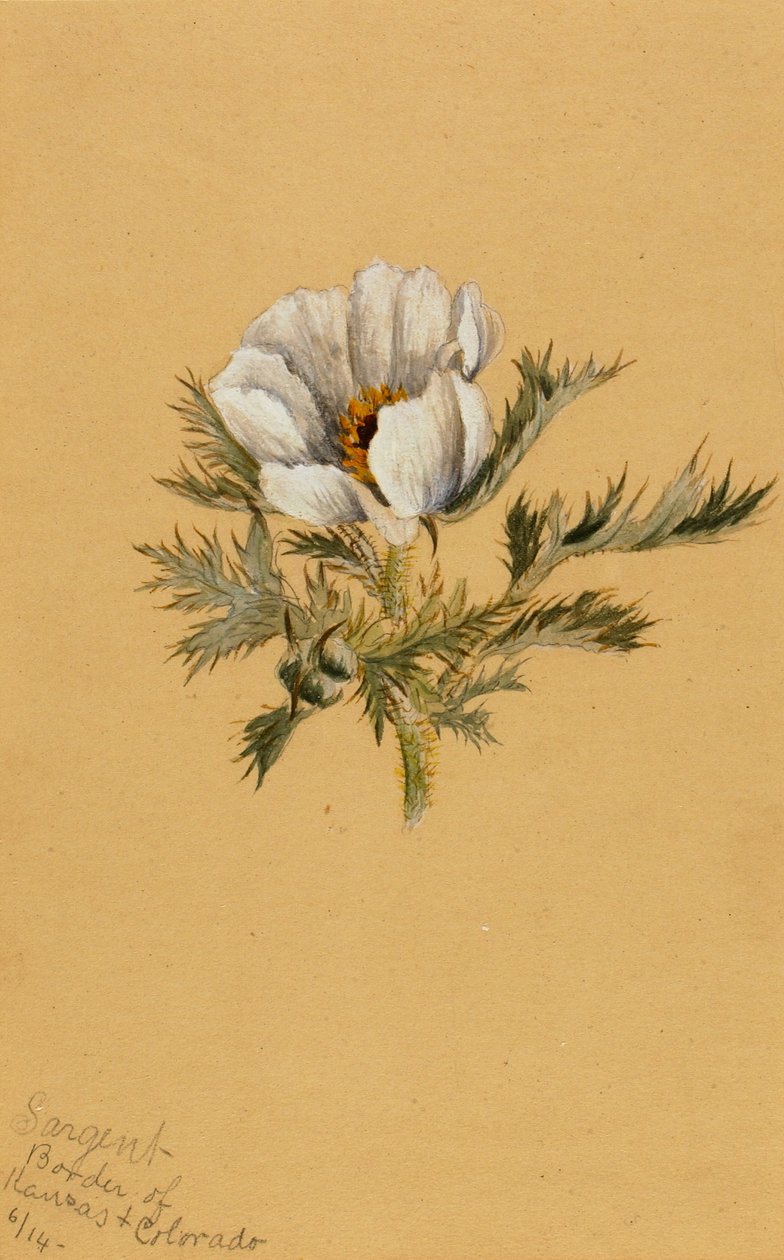(Sem título) (Estudo de flores) de Mary Vaux Walcott