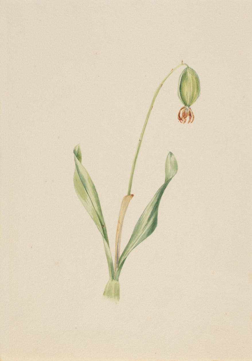 (Sem título) (Estudo de plantas) de Mary Vaux Walcott