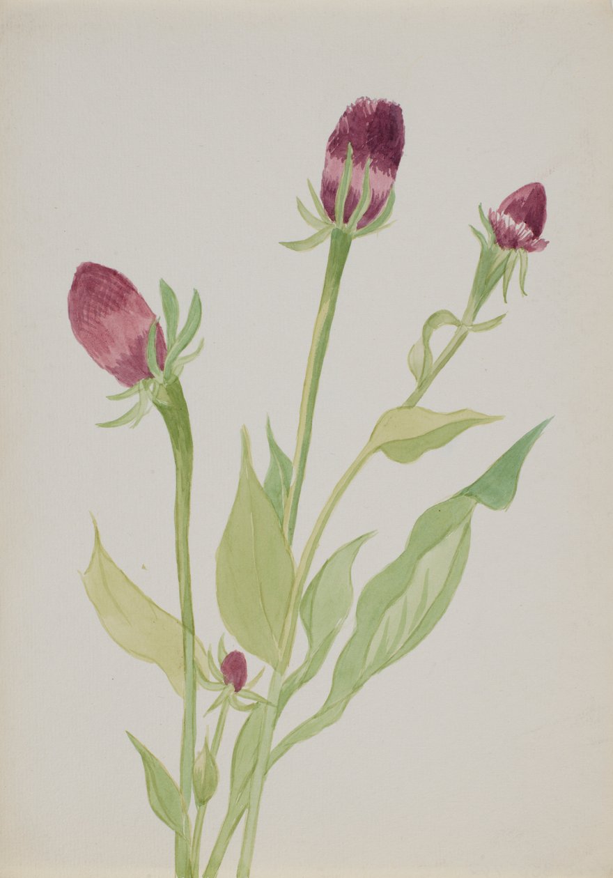 (Sem título - Estudo de uma flor) de Mary Vaux Walcott