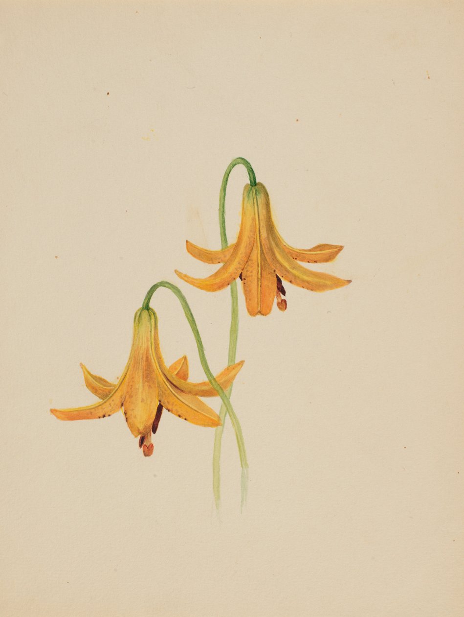 (Sem título - Estudo de uma flor) de Mary Vaux Walcott