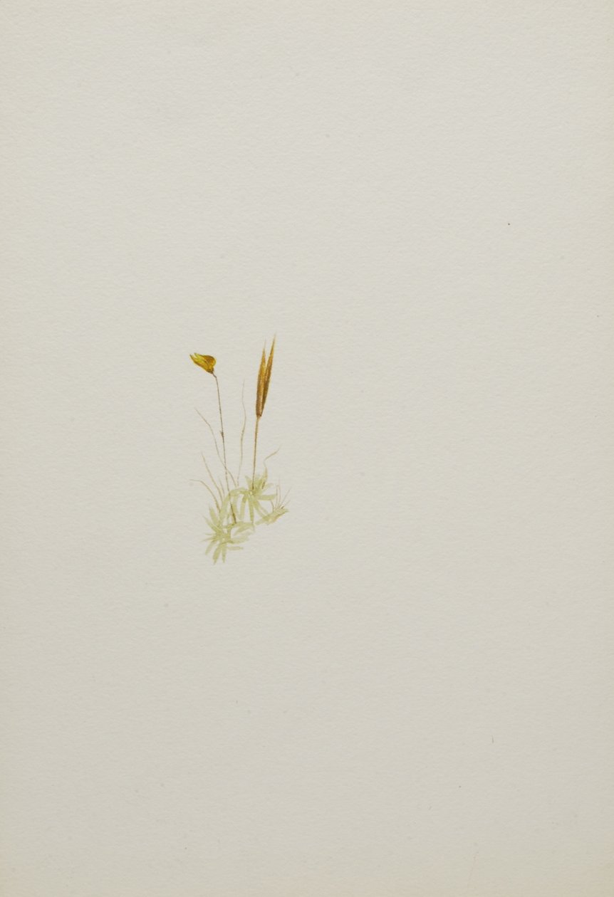 (Sem título - Estudo de uma flor) de Mary Vaux Walcott