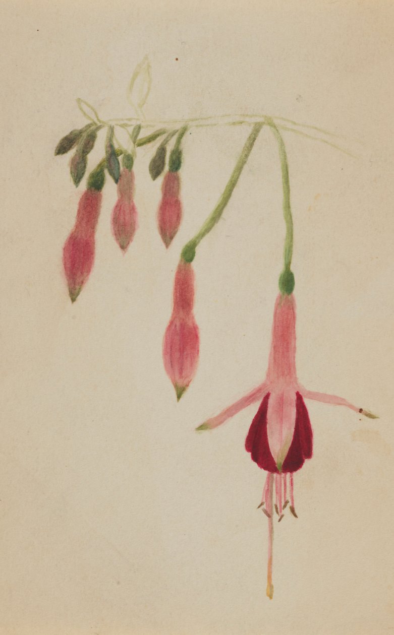 (Sem título - Estudo de uma flor) de Mary Vaux Walcott