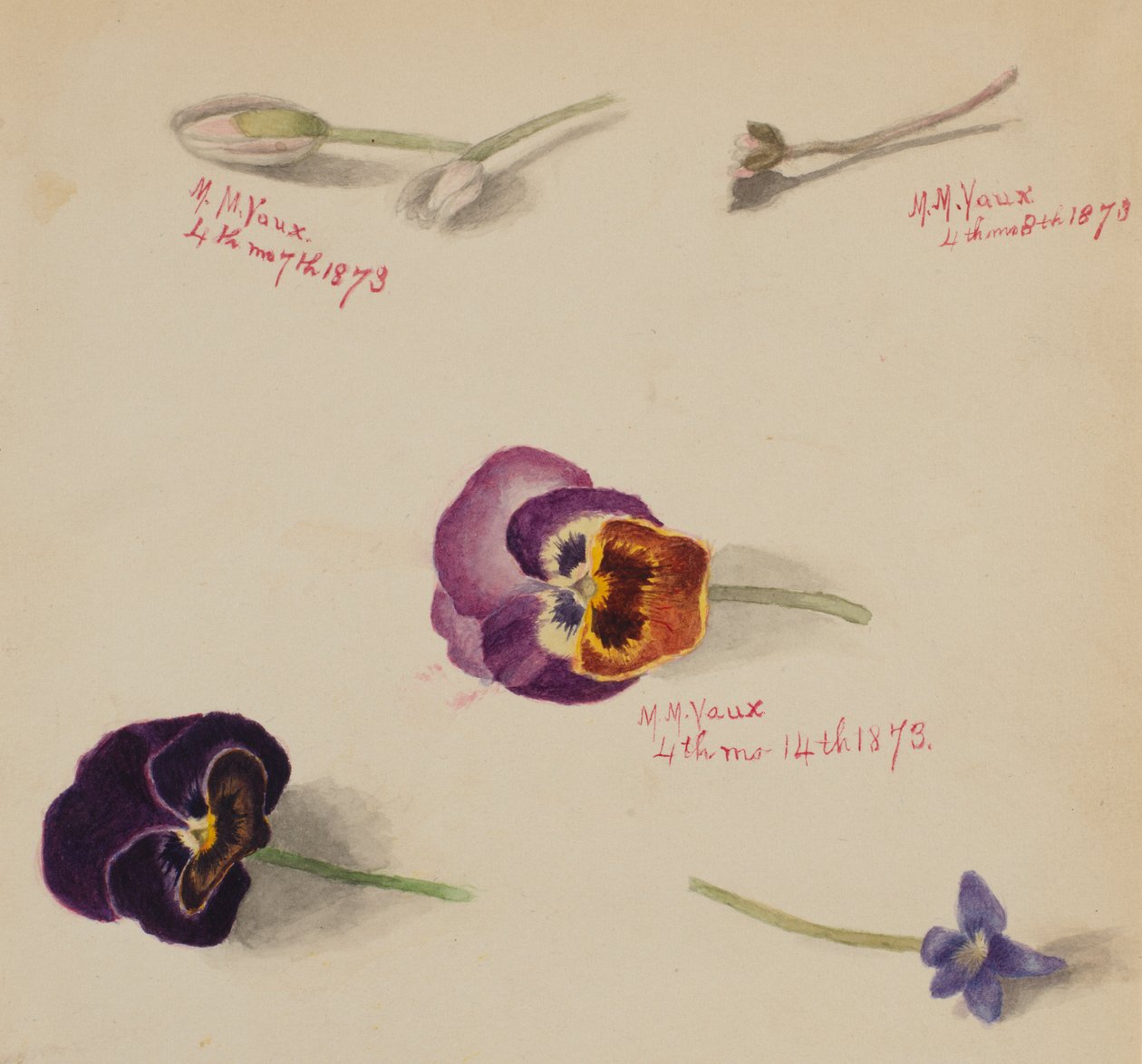 (Sem título - Estudo de uma flor) de Mary Vaux Walcott