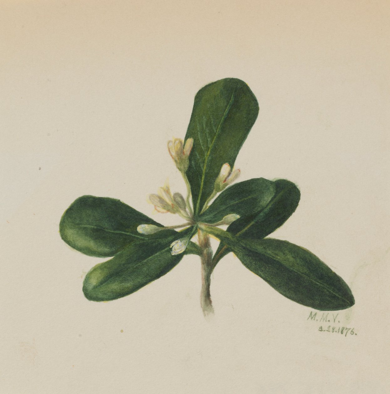 (Sem título - Estudo de uma flor) de Mary Vaux Walcott