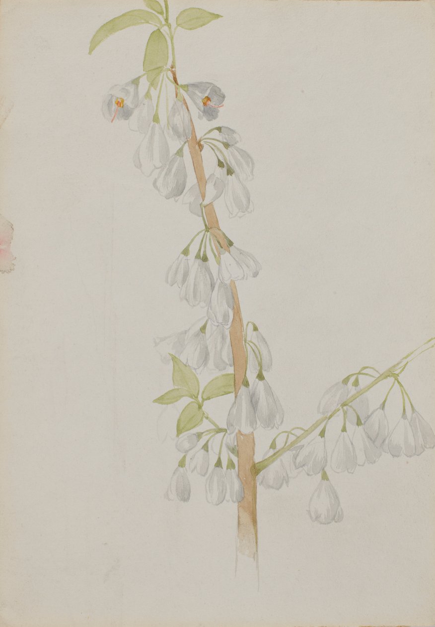 (Sem título - Estudo de uma flor) de Mary Vaux Walcott