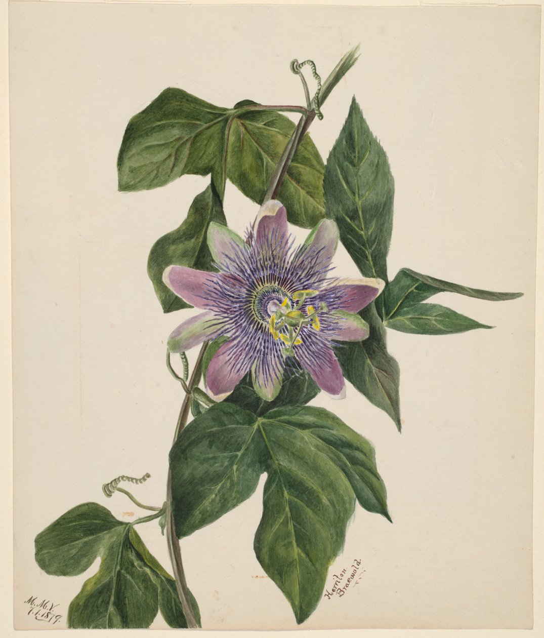 (Sem título - Estudo de uma flor) de Mary Vaux Walcott